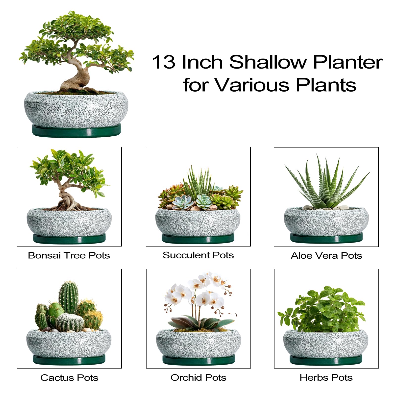 EPFamily bonsai pot with assorted plants for indoor decor