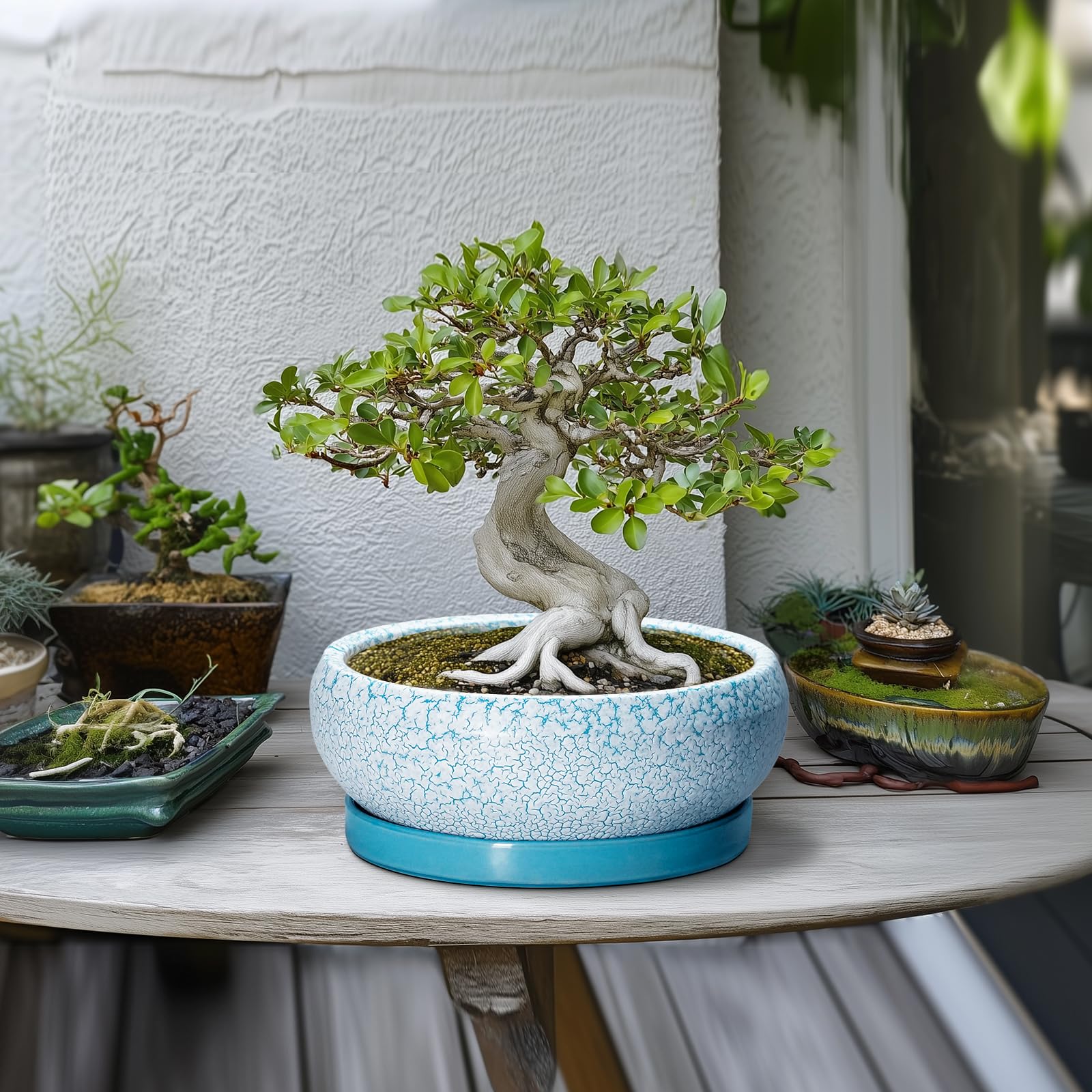EPFamily Bonsai Pot with matching saucer