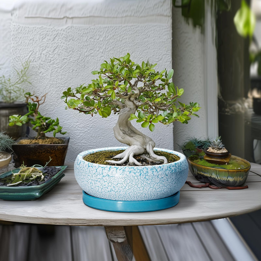 EPFamily Bonsai Pot with matching saucer
