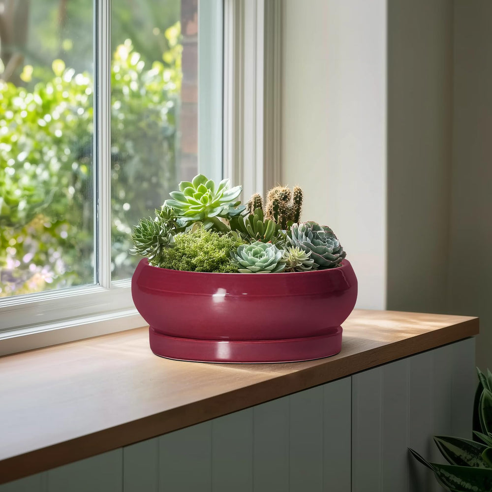 EPFamily bonsai pot with succulent plant arrangement