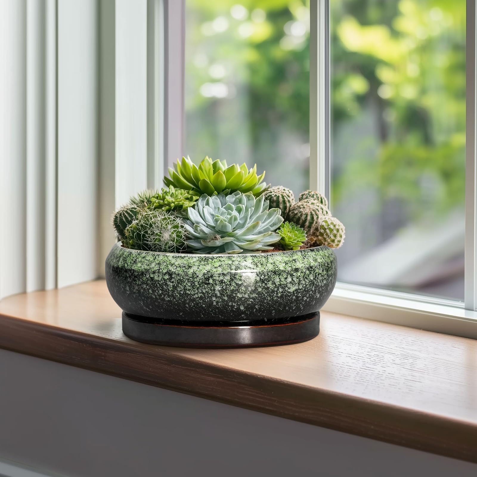 EPFamily bonsai pot with succulent plants displayed