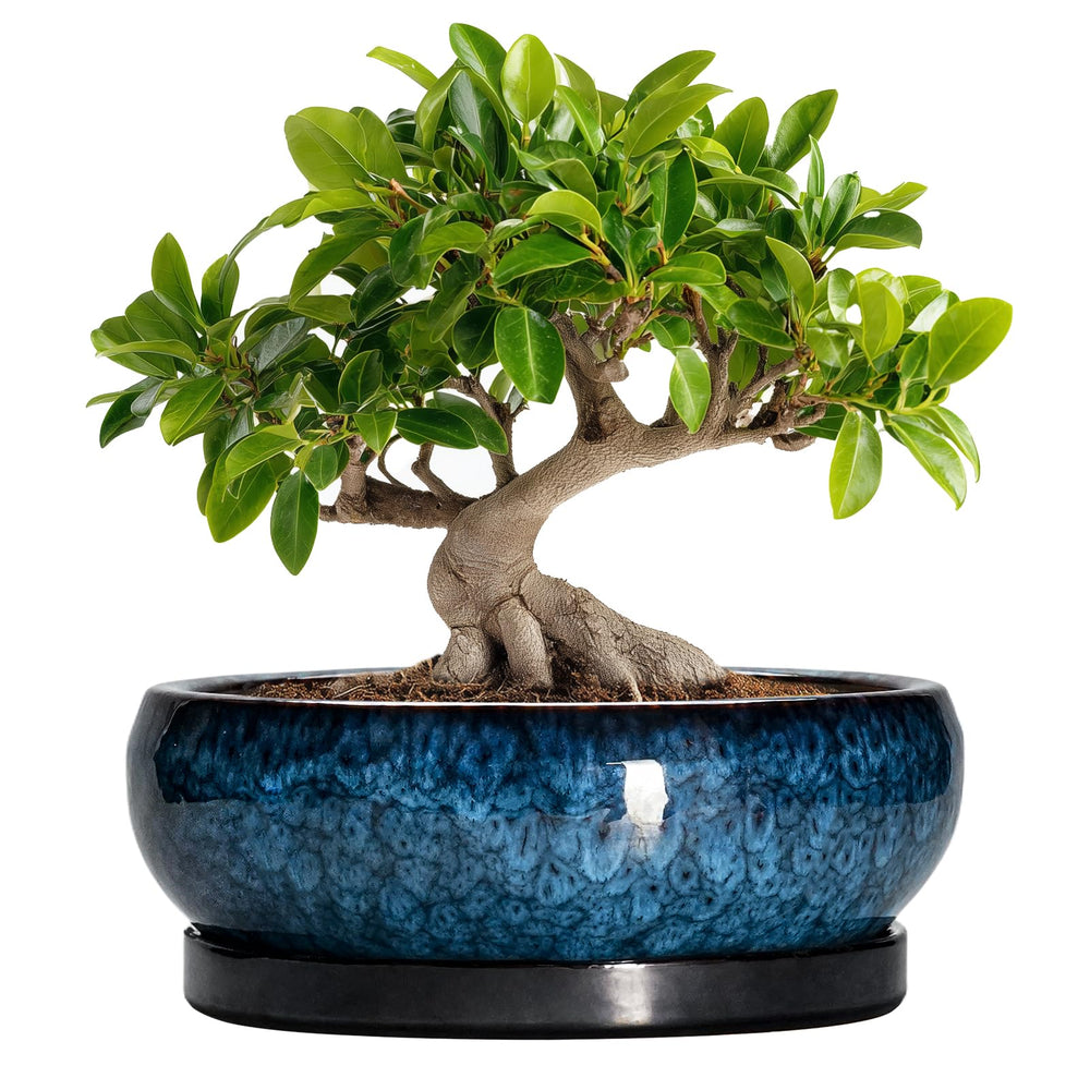 EPFamily Bonsai Tree Pot 10 Inch blue ceramic pot front view