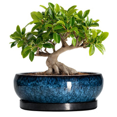 EPFamily Bonsai Tree Pot 10 Inch blue ceramic pot front view