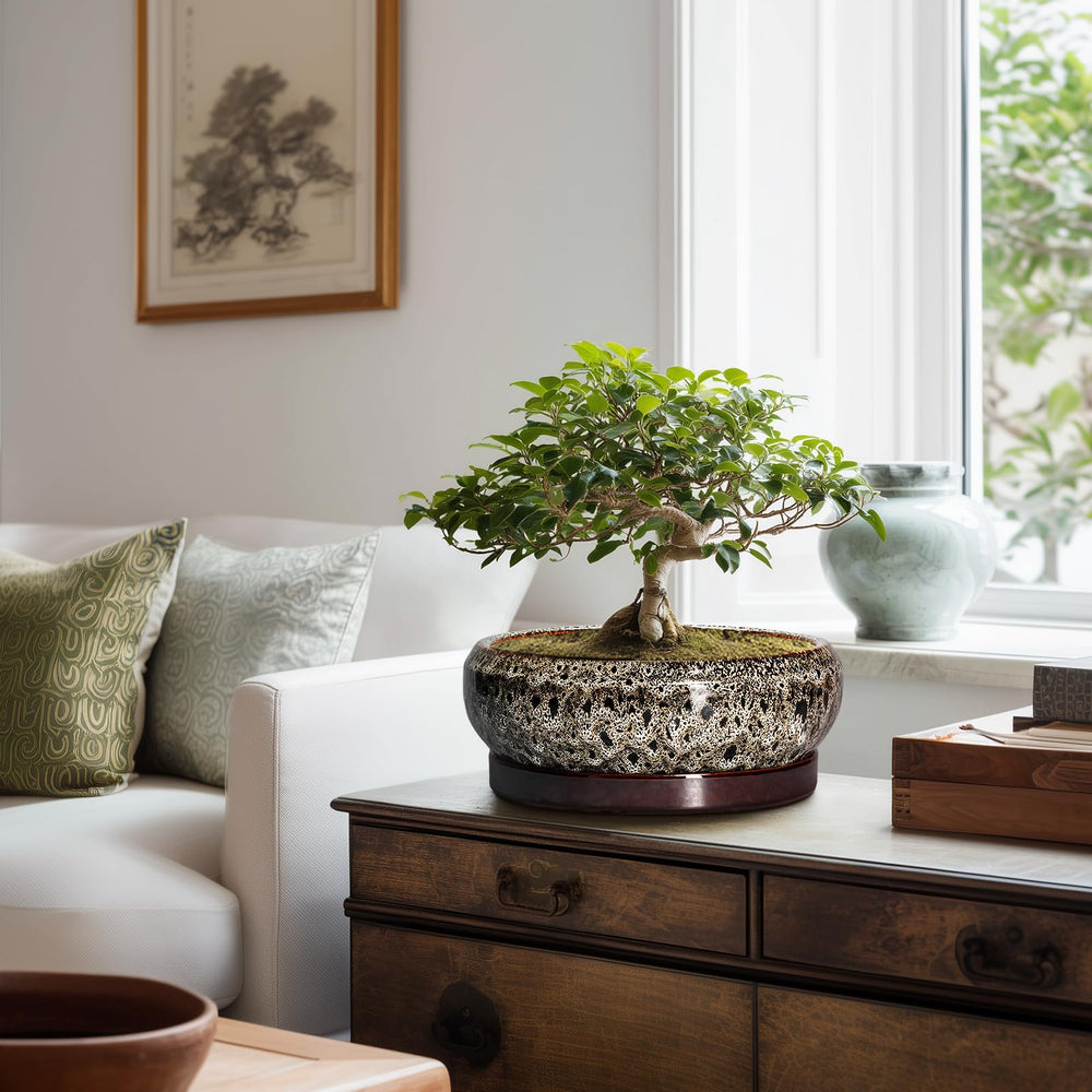 EPFamily ceramic pot with various plants displayed