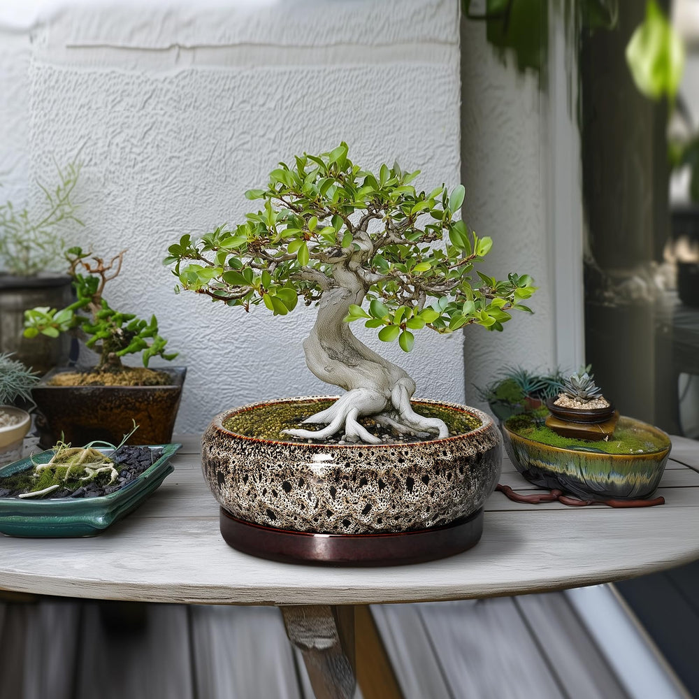 EPFamily succulent pot in a living room setting