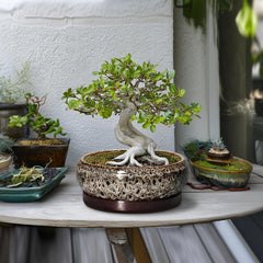 EPFamily succulent pot in a living room setting