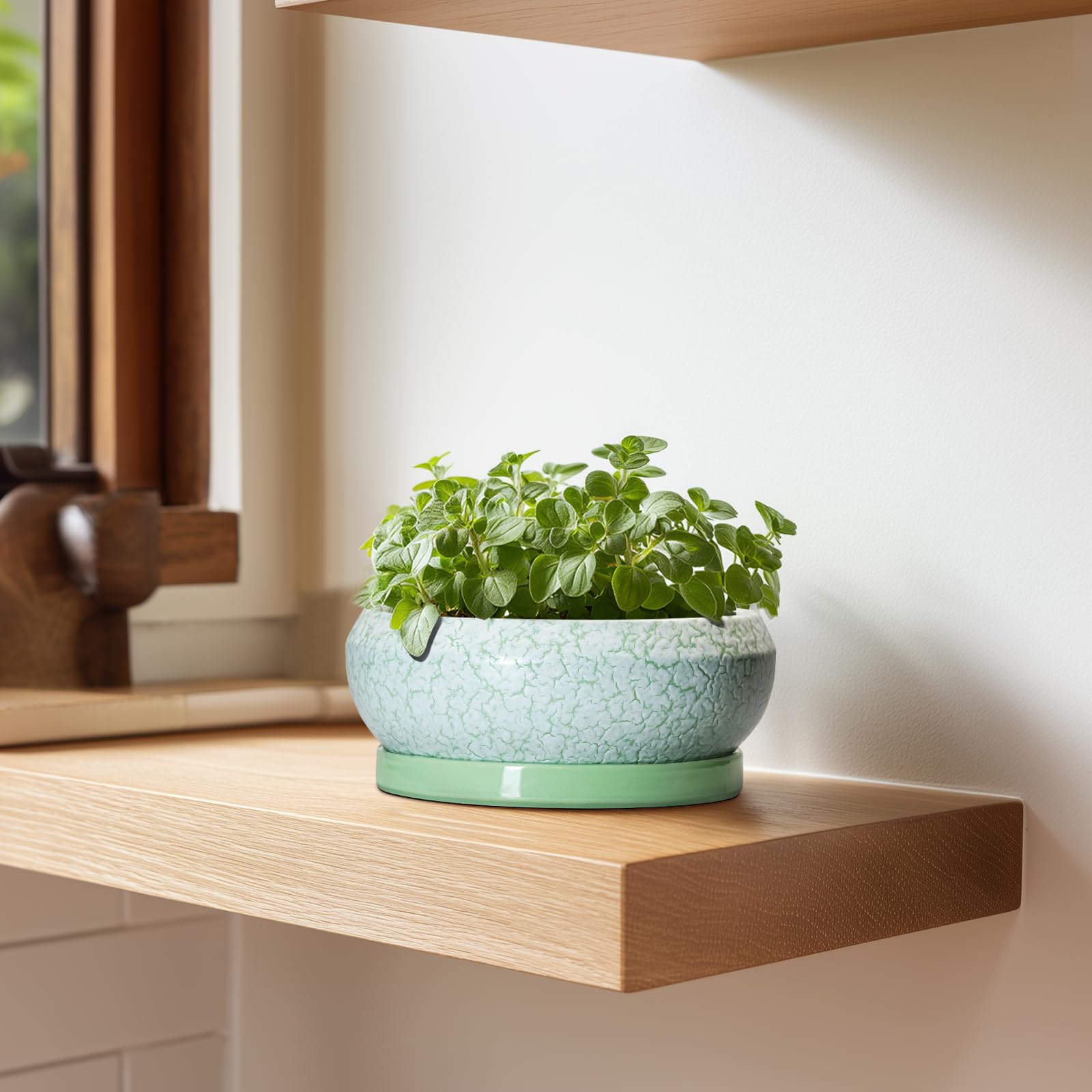 EPFamily succulent pot on a balcony with outdoor plants