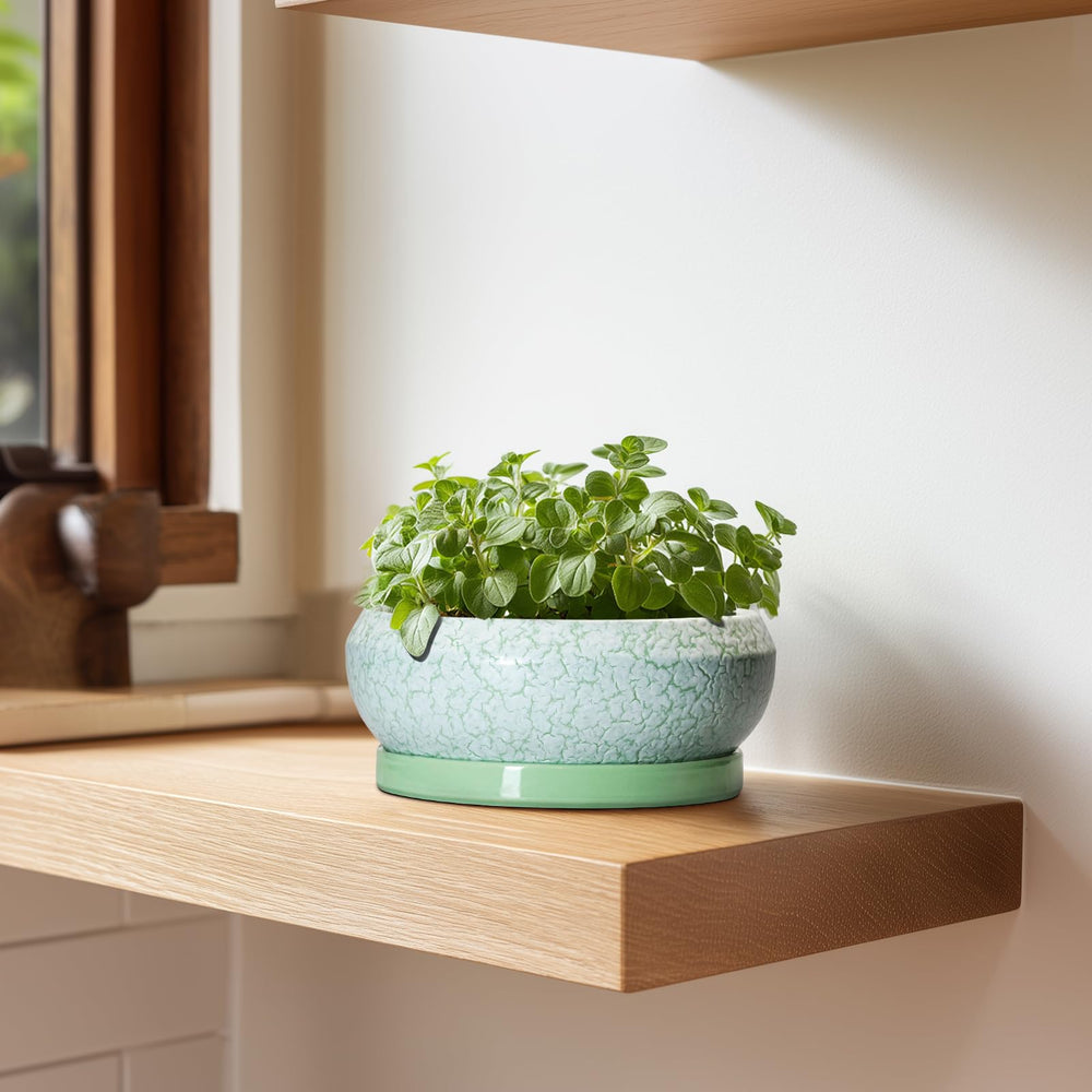 EPFamily succulent pot on a balcony with outdoor plants