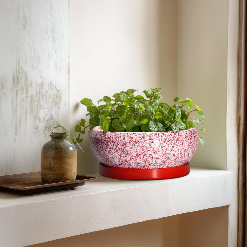 EPFamily succulent pot with various plants including succulents and herbs