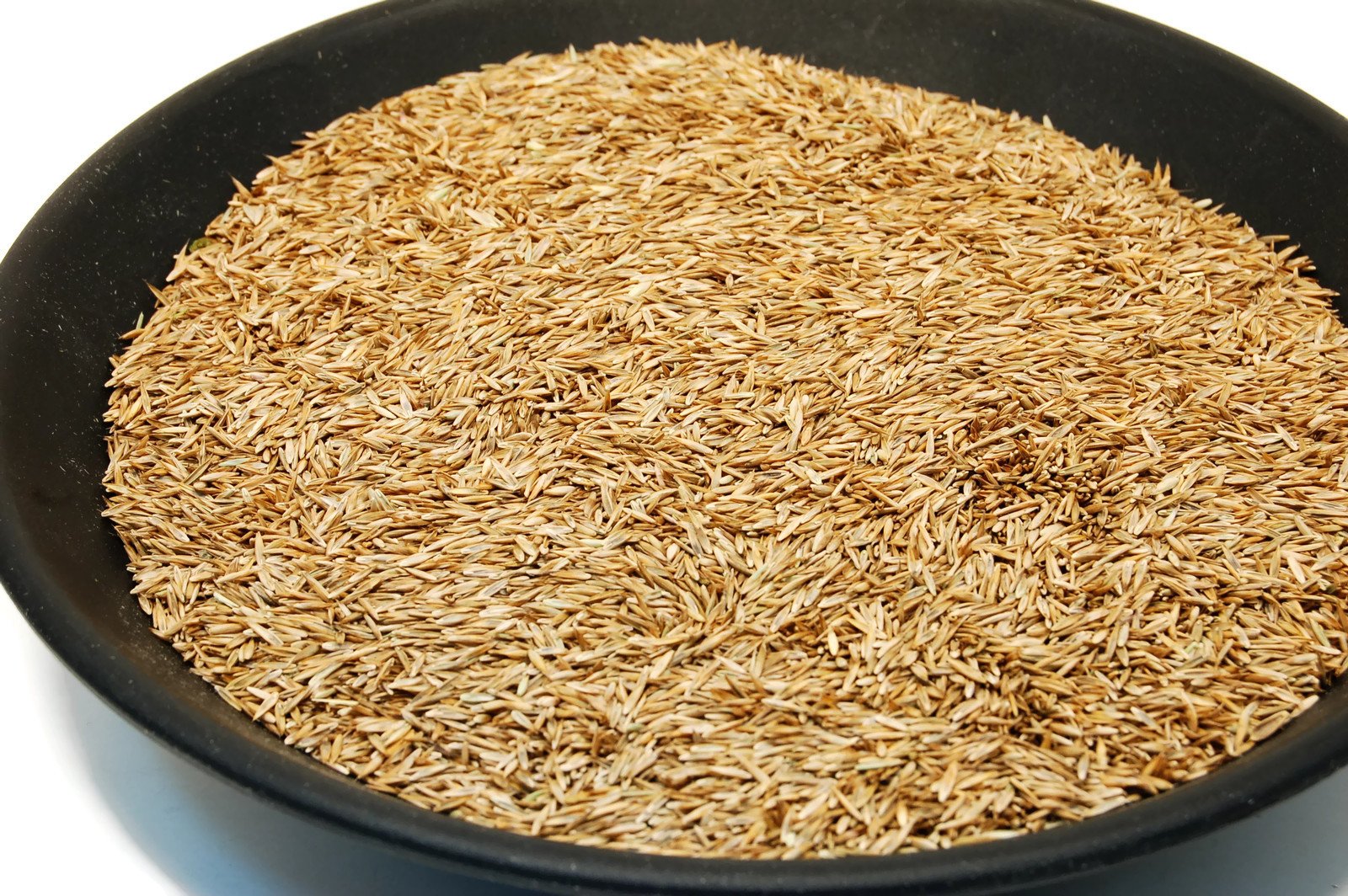 Eretz Kentucky 31 Tall Fescue Grass Seed close-up of seeds
