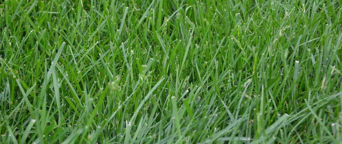 Eretz Kentucky 31 Tall Fescue Grass Seed in a garden setting