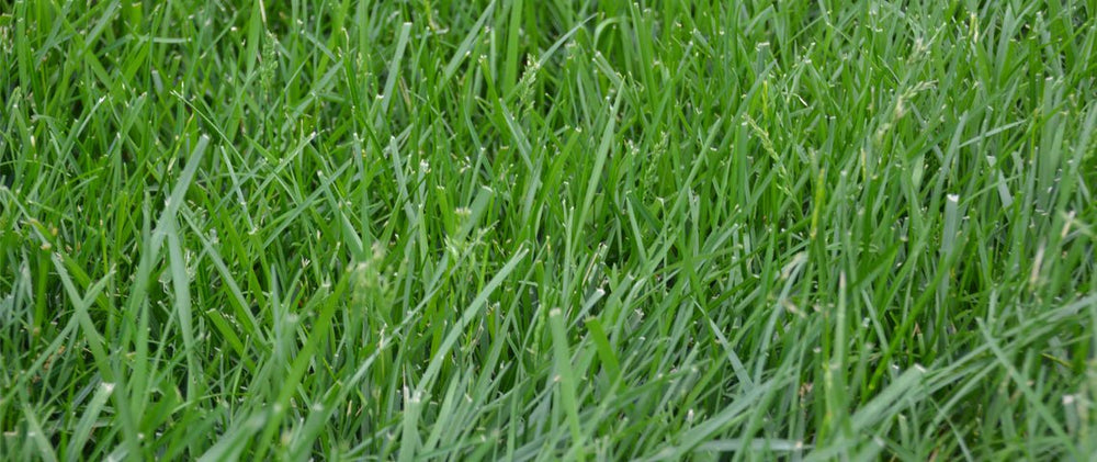 Eretz Kentucky 31 Tall Fescue Grass Seed in a garden setting