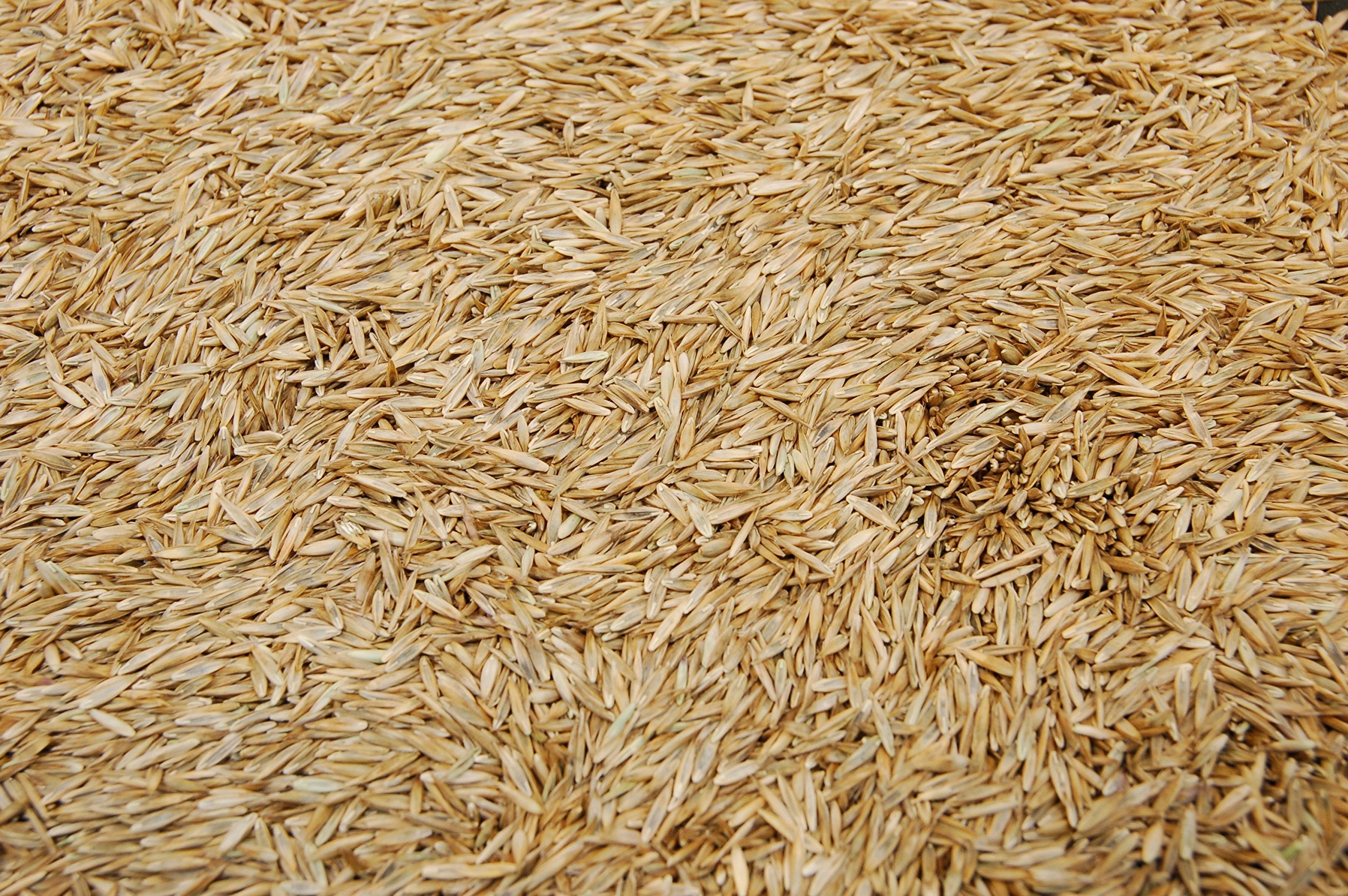 Eretz Kentucky 31 Tall Fescue Grass Seed on soil