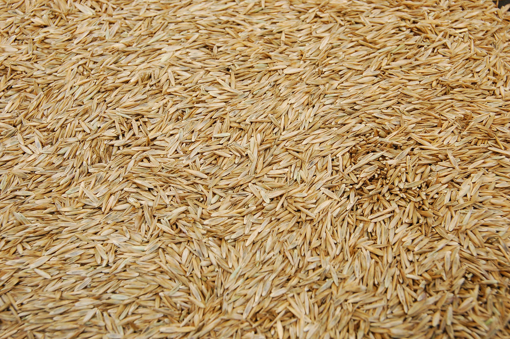 Eretz Kentucky 31 Tall Fescue Grass Seed on soil