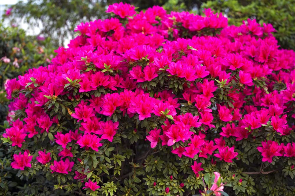 Espoma Organic Azalea-Tone Fertilizer in garden setting