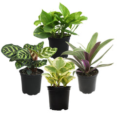 Essential Houseplant Collection 4-Pack with assorted plants in 4.25-inch pots