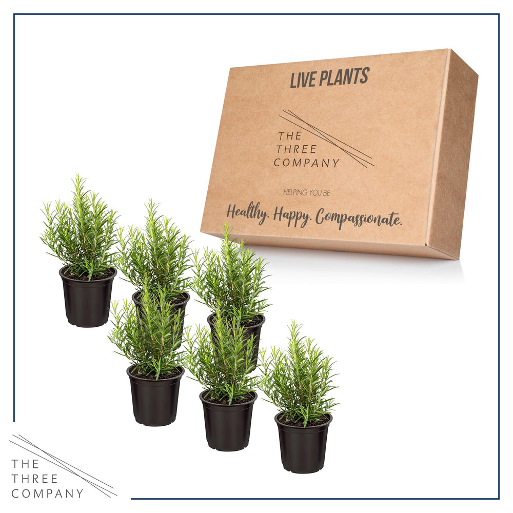 Eucalyptus 6 pack displayed with floral arrangements