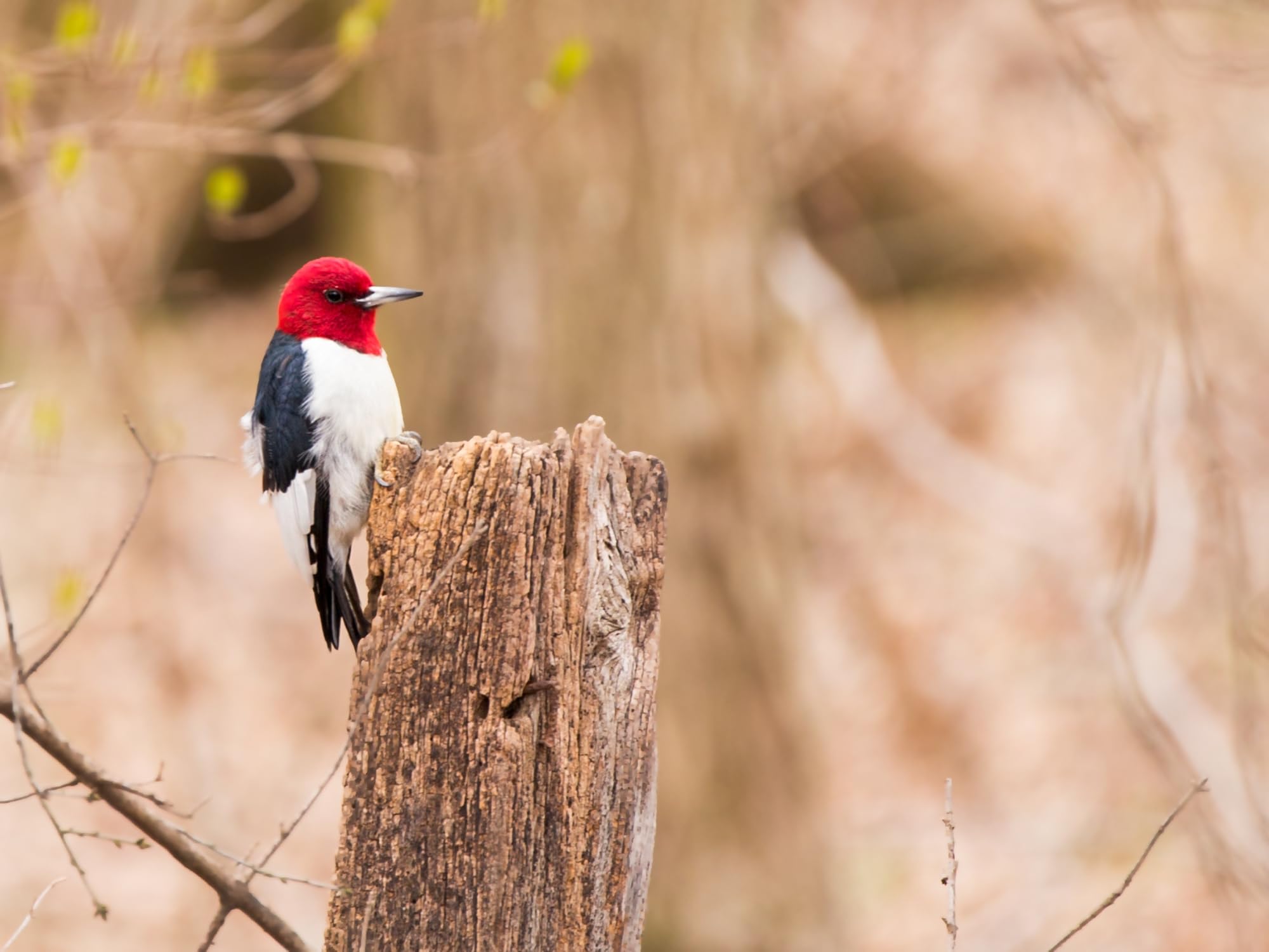 Evergreen Birdseed Cylinder hanging from a tree branch