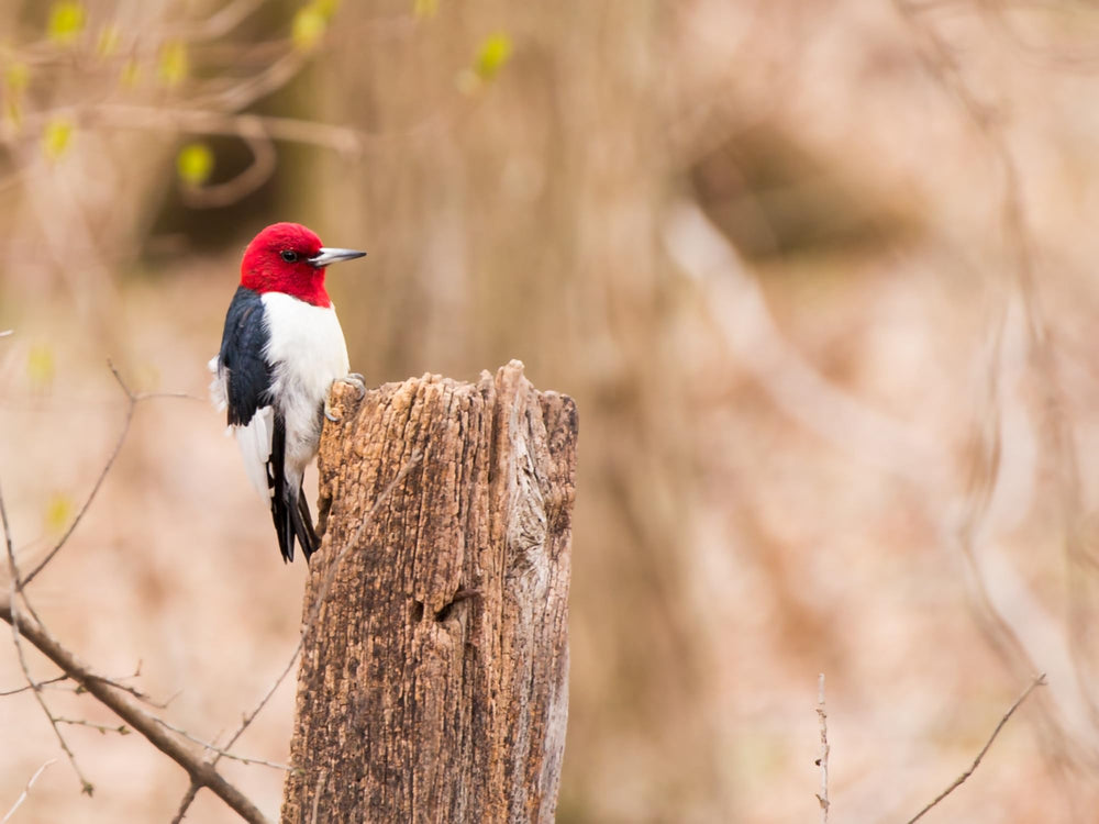 Evergreen Birdseed Cylinder hanging from a tree branch