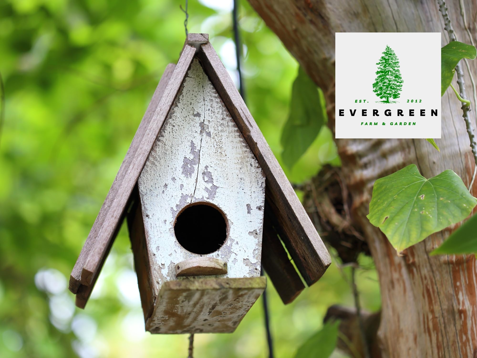 Evergreen Birdseed Cylinder with various bird species feeding