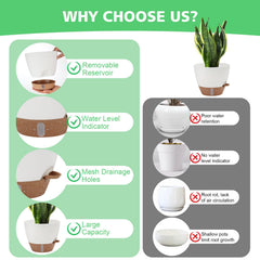 Ezmixcoop 9-inch self watering pot showcasing cotton rope