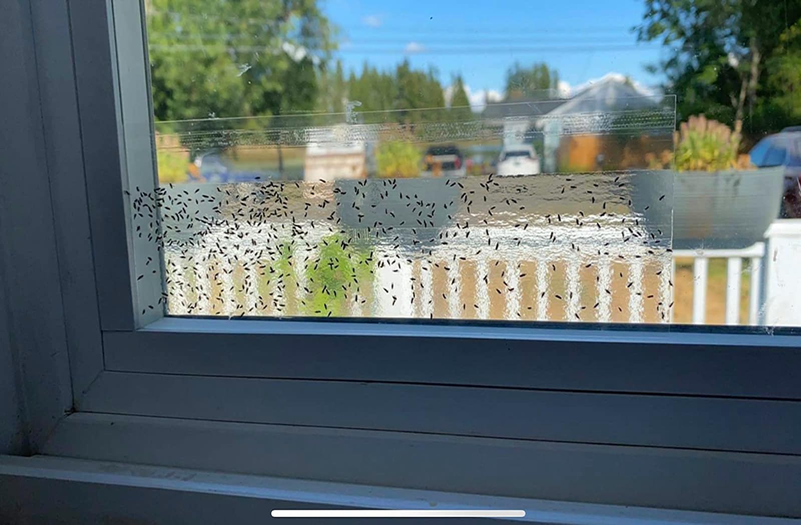 Faicuk Clear Window Fly Trap displayed on a kitchen window