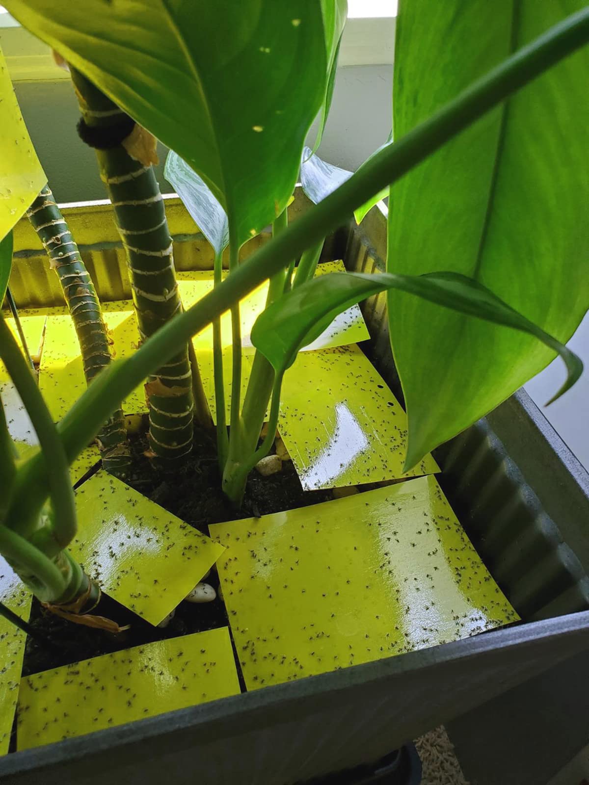Faicuk Yellow Dual-Sided Sticky Fly Trap with wire ties included