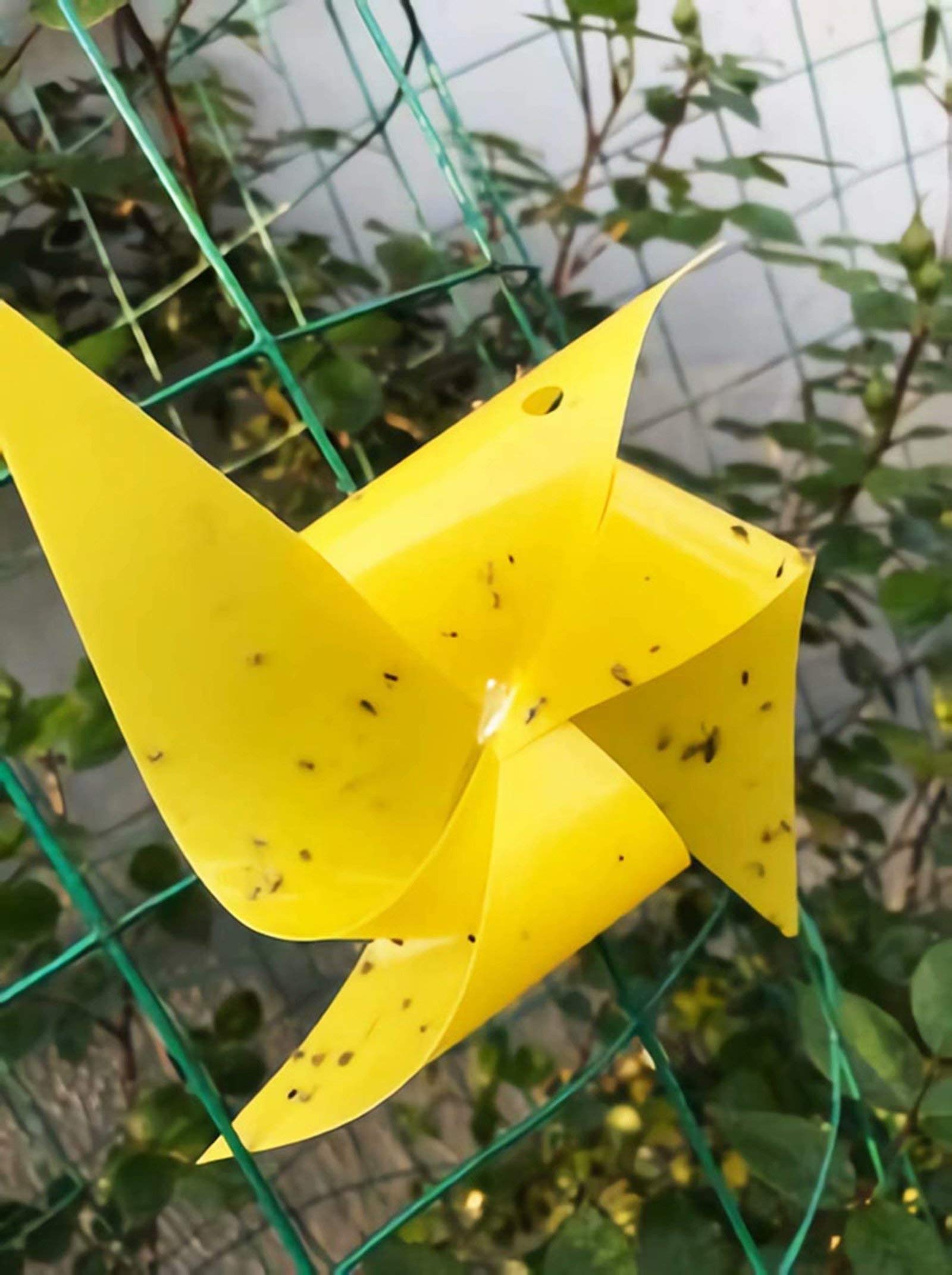 Faicuk Yellow Sticky Trap on indoor houseplant