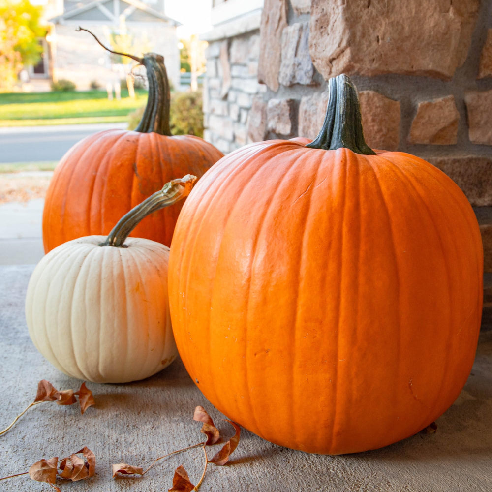 Fairytale pumpkin seeds with description