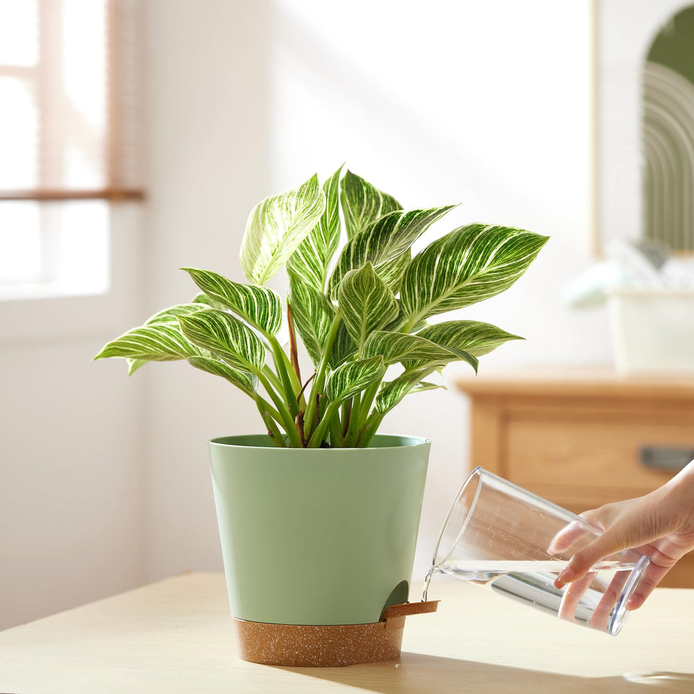 FaithLand planter pots suitable for various plants