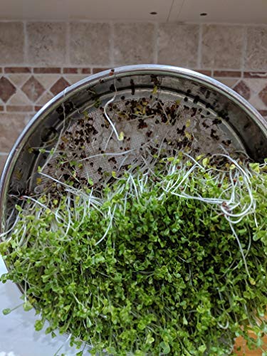 Family enjoying homegrown sprouts together