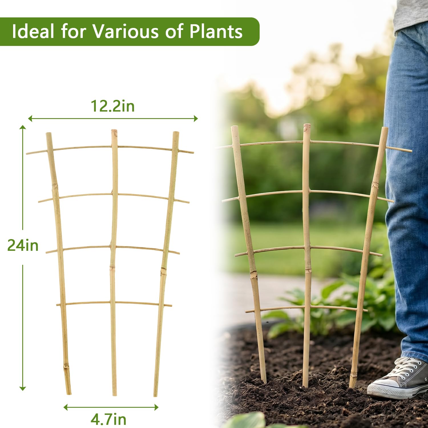 Fan-shaped Avalution Bamboo Trellis in outdoor garden setting