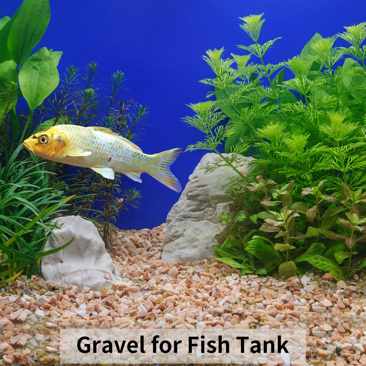 FANTIAN 2 lbs pea gravel in packaging