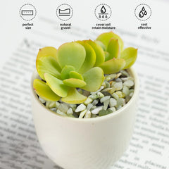 FANTIAN Jade Pebbles arranged around succulents