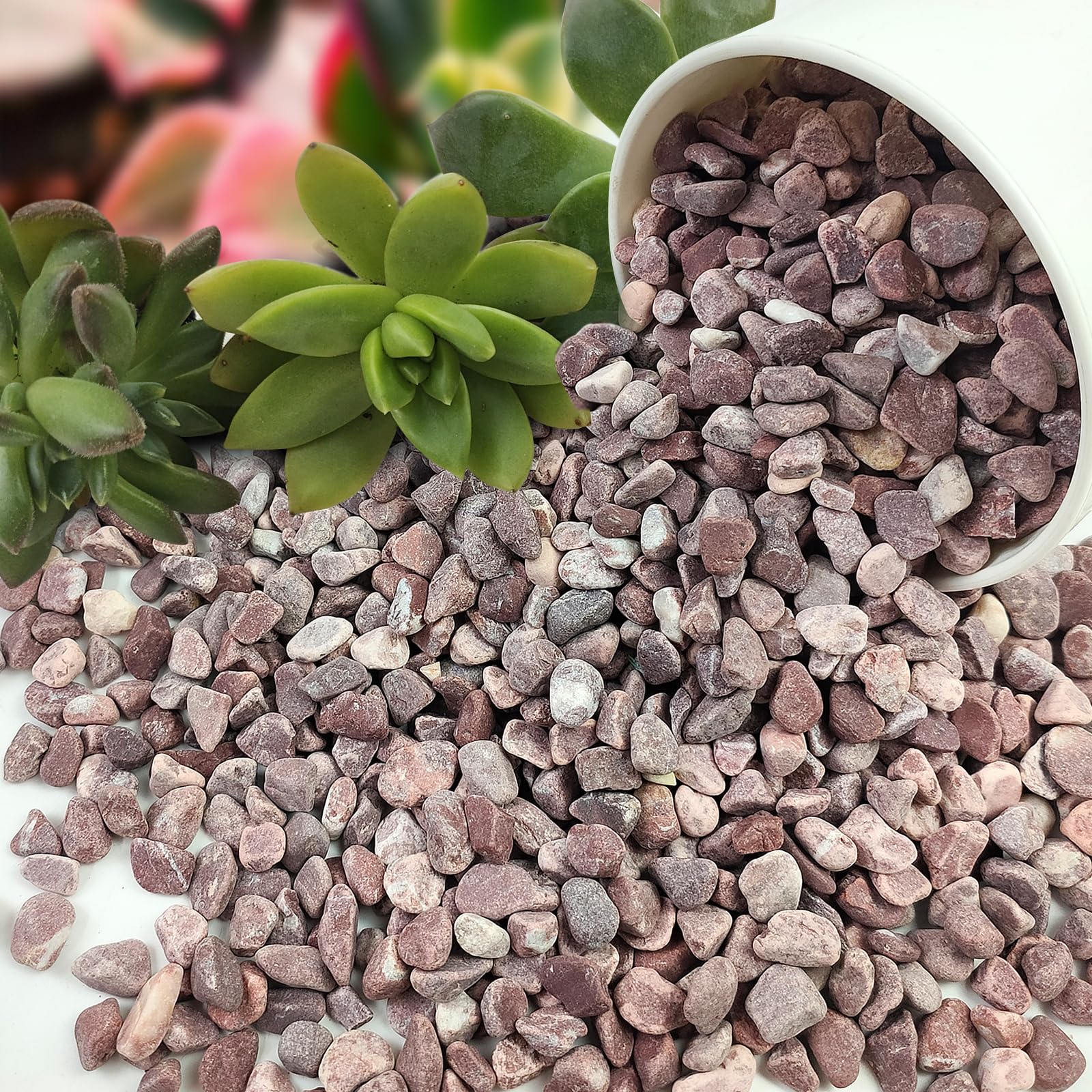 FANTIAN red cactus rocks pebbles in a garden setting
