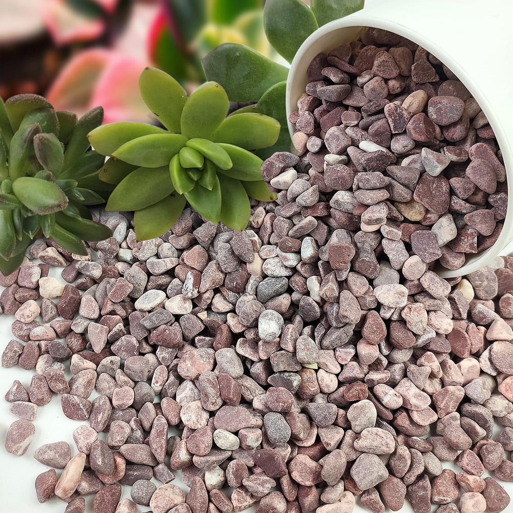 FANTIAN red cactus rocks pebbles in a garden setting
