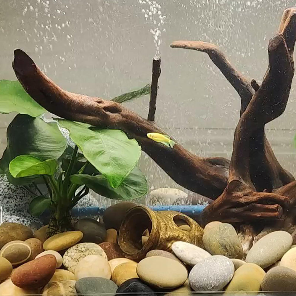 FANTIAN river rocks used in a terrarium