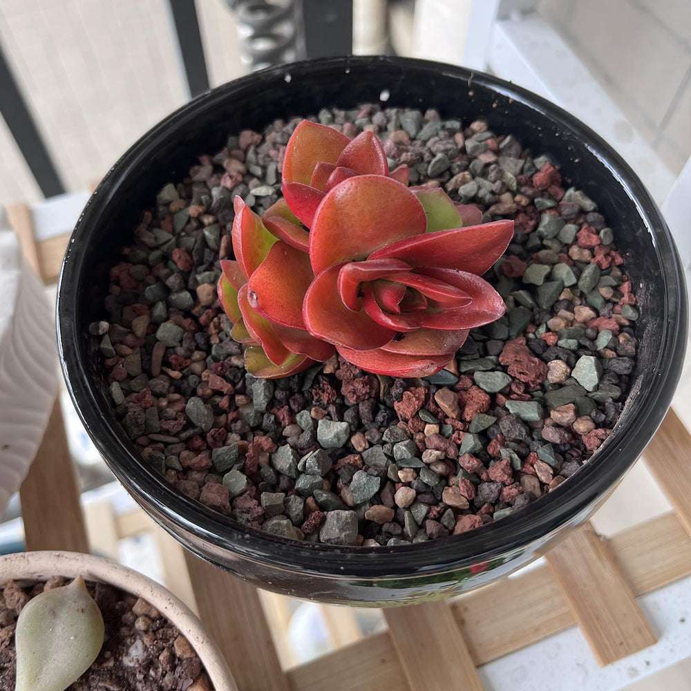 FANTIAN Succulent Cactus Soil Potting Mix packaging dimensions