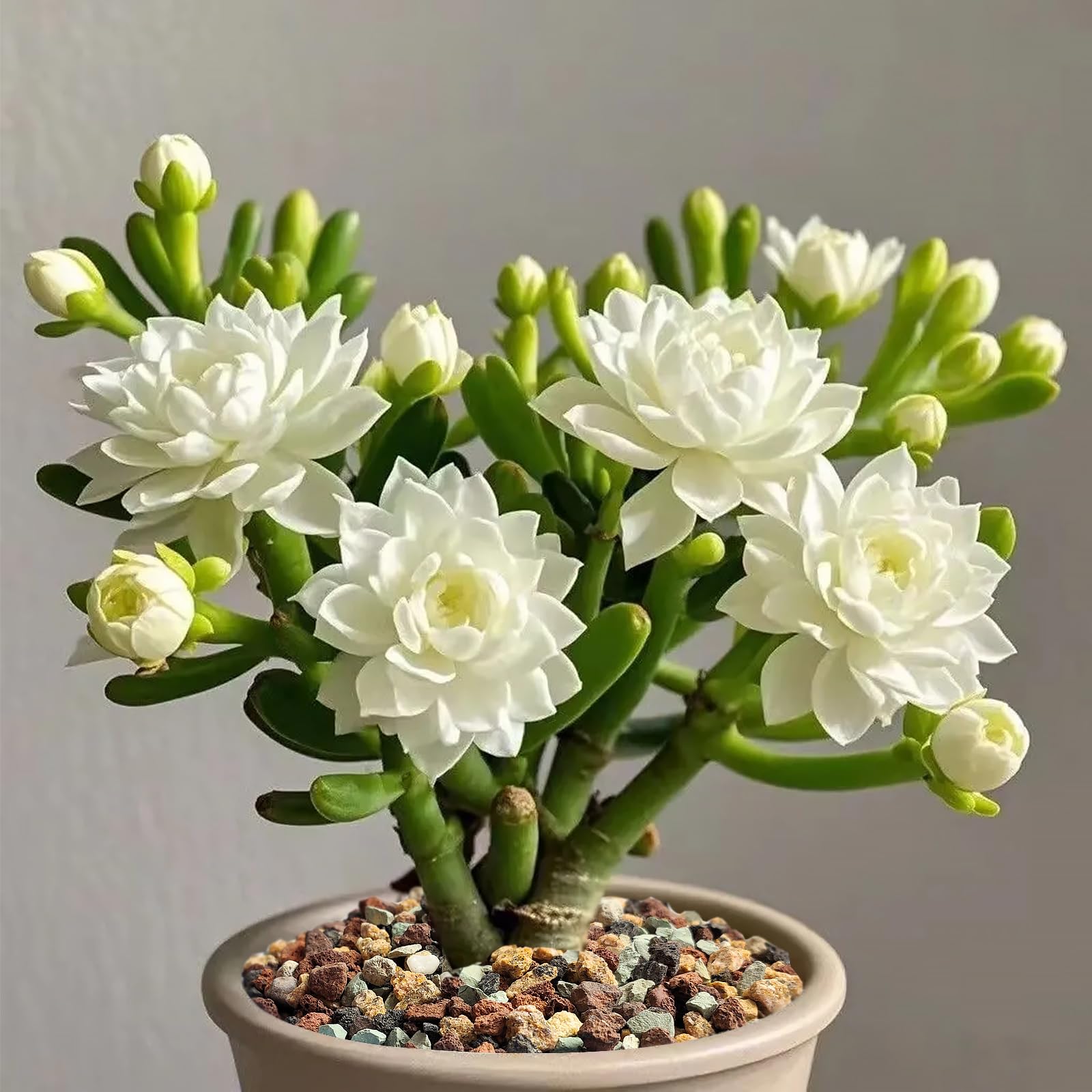 FANTIAN Succulent Cactus Soil used in potted succulent arrangement