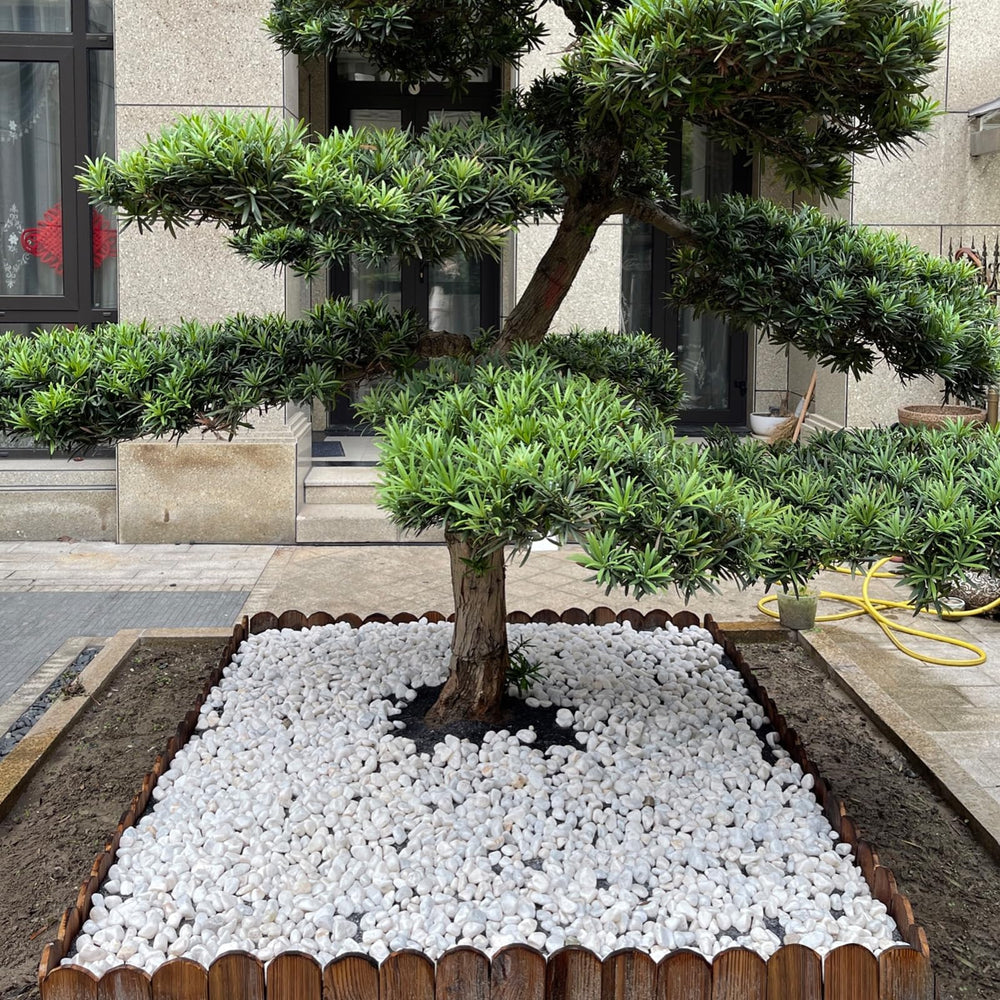 FANTIAN White Matte Rocks in a flower bed landscaping