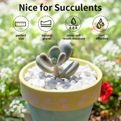 FANTIAN White Pea Gravel used in a decorative vase