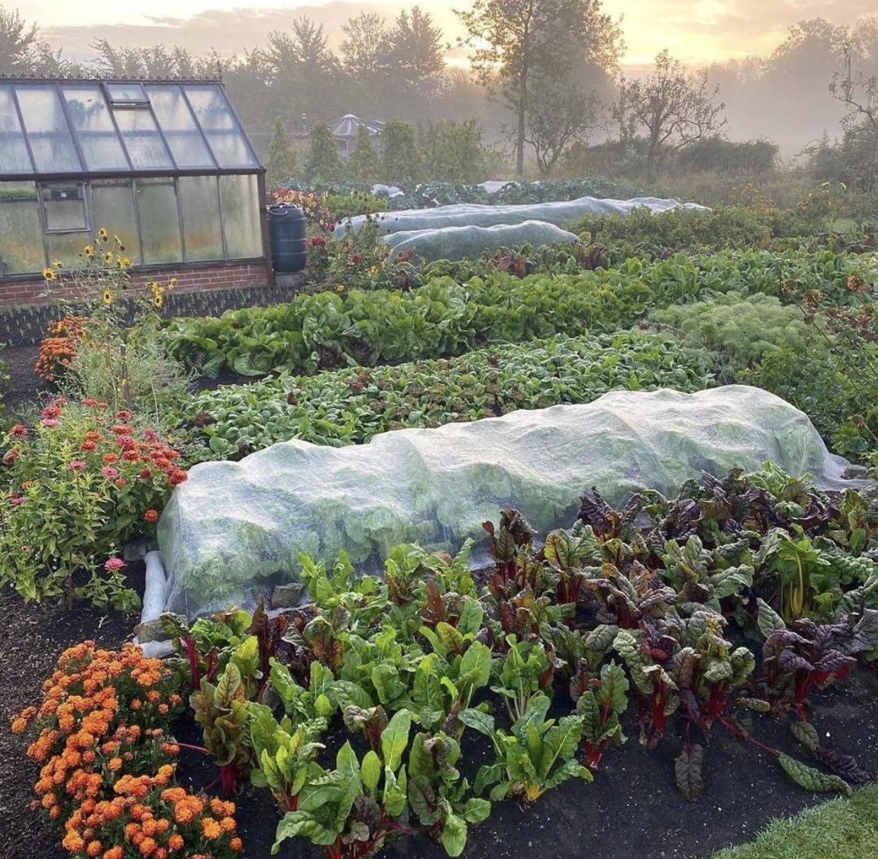 FARAER Garden Pest Netting in use on fruit trees