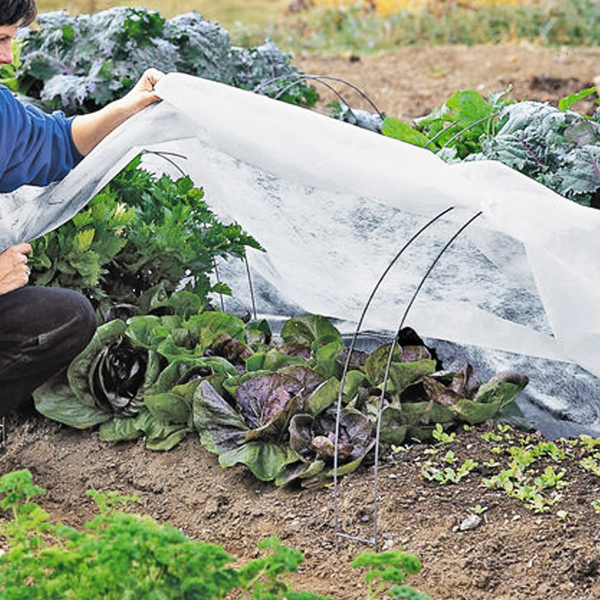 FARAER plant cover laid over a row of young plants