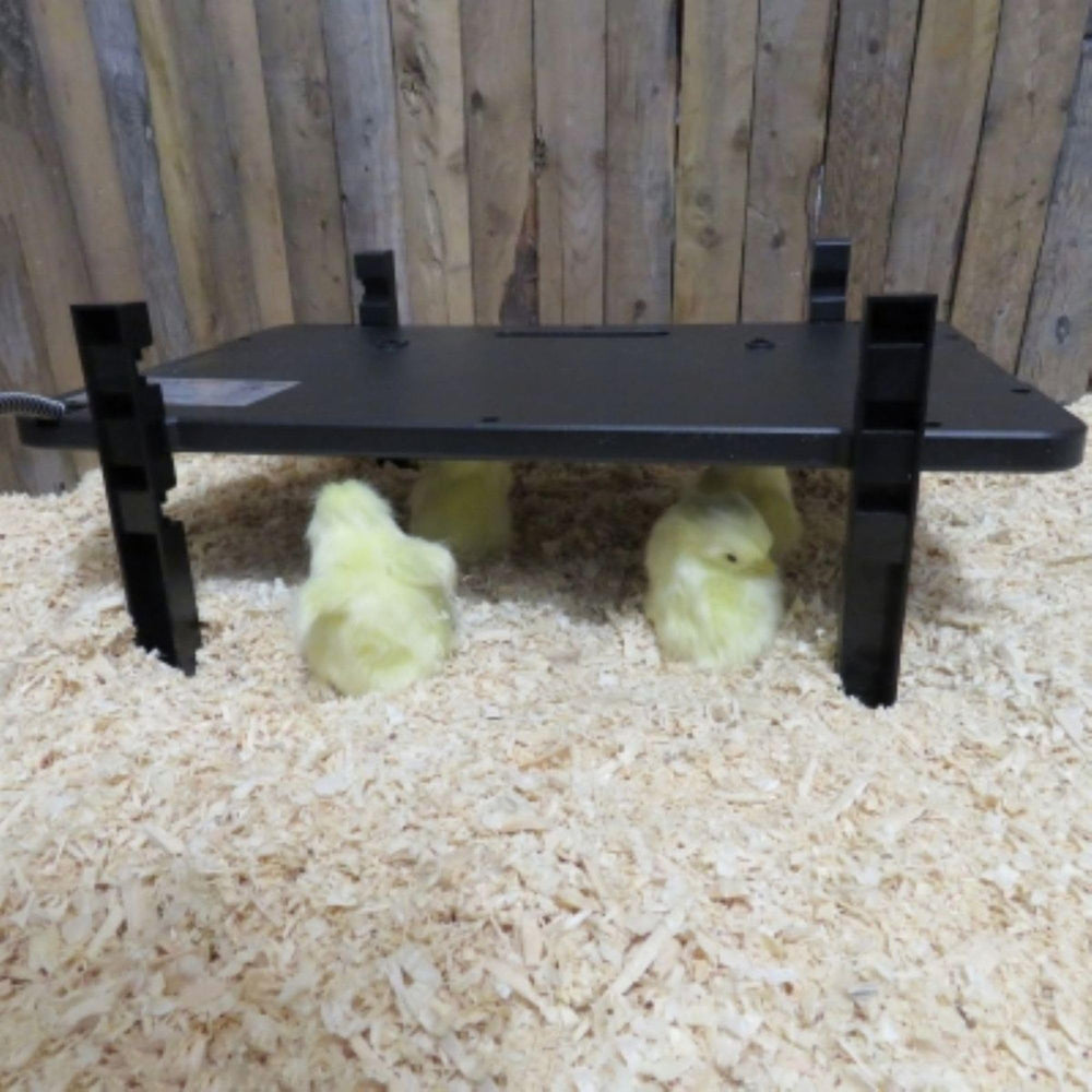 Farm Innovators chicken coop heater in use