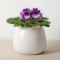Fayoula Self Watering Plant Pot 6 Inch White Ceramic front view