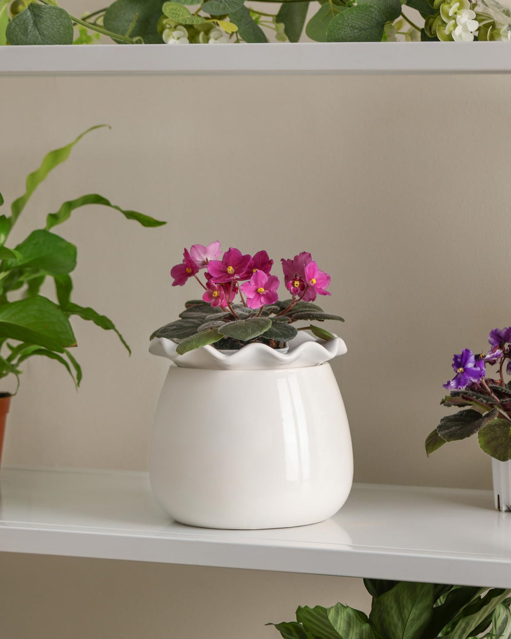 Fayoula Self Watering Plant Pot displayed in home decor