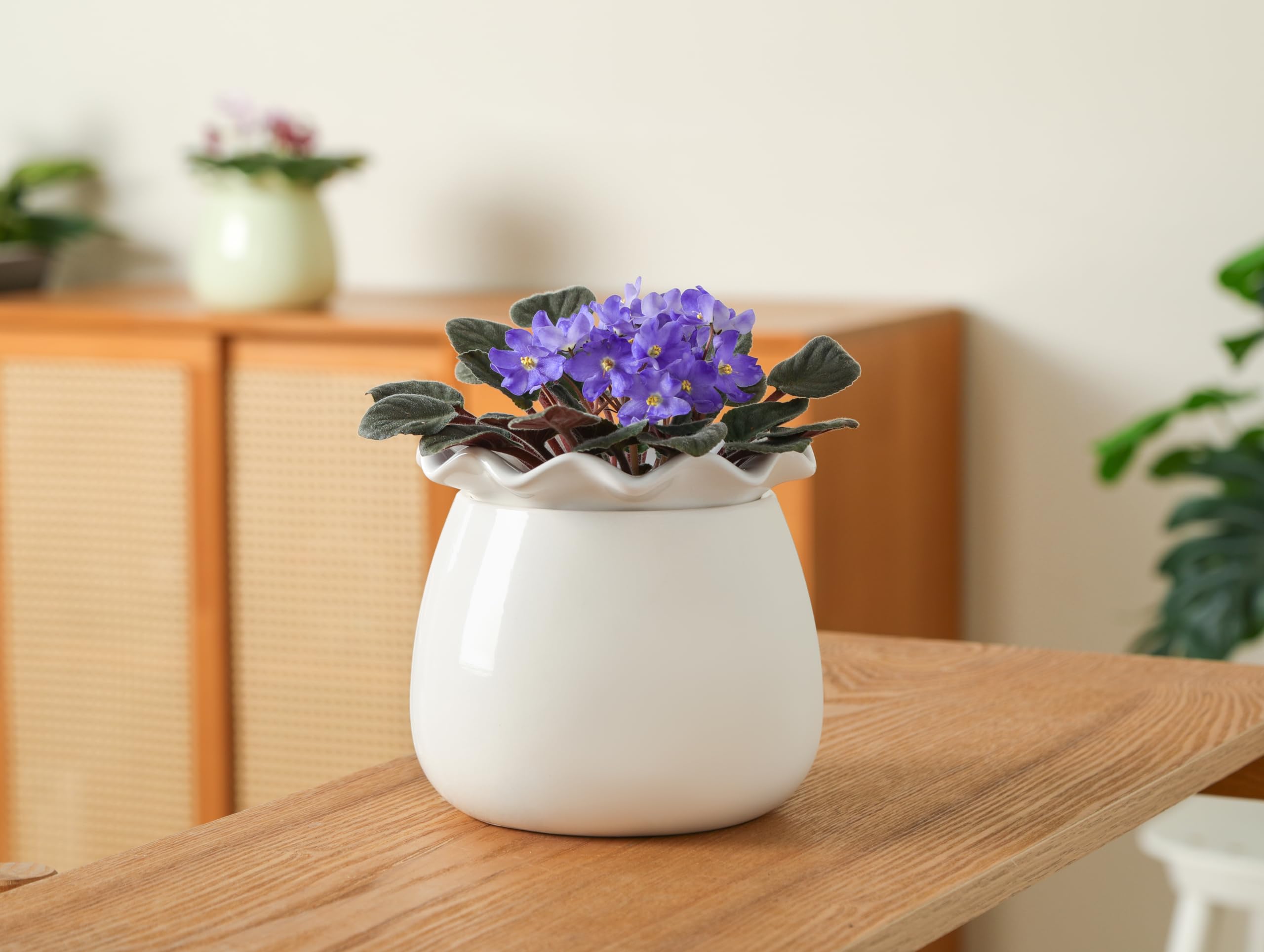 Fayoula Self Watering Plant Pot with multiple indoor plants