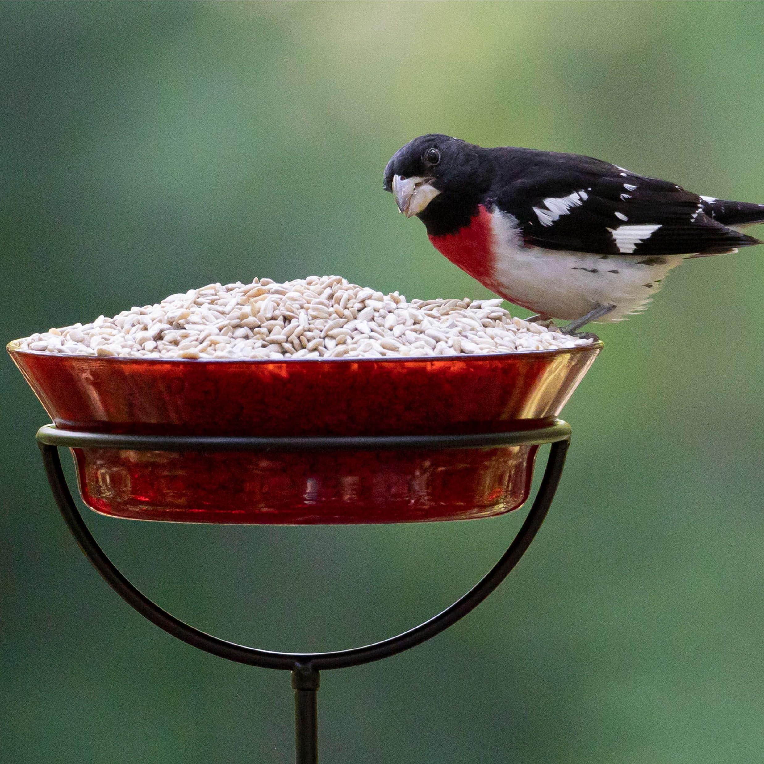Feeder filled with Audubon Park sunflower hearts and birds feeding
