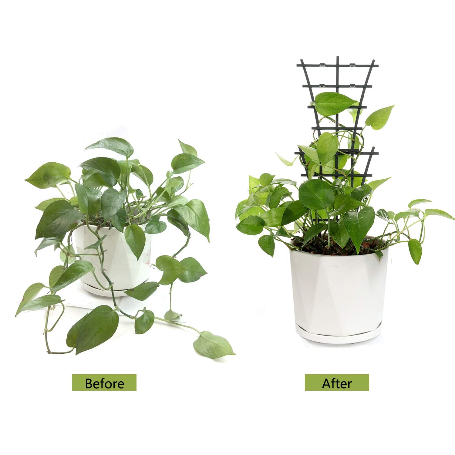 Feitore Indoor Plant Trellis dimensions on a table