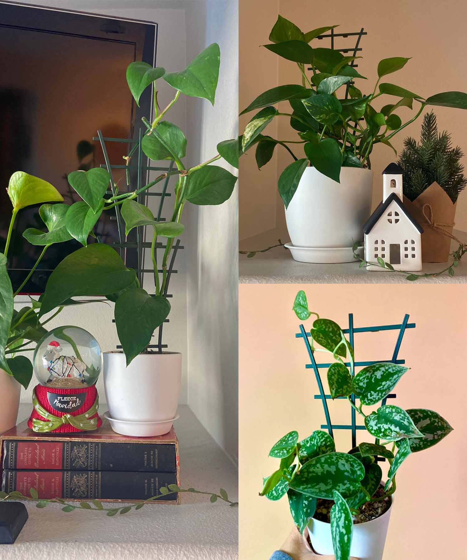 Feitore trellis supporting climbing plants indoors